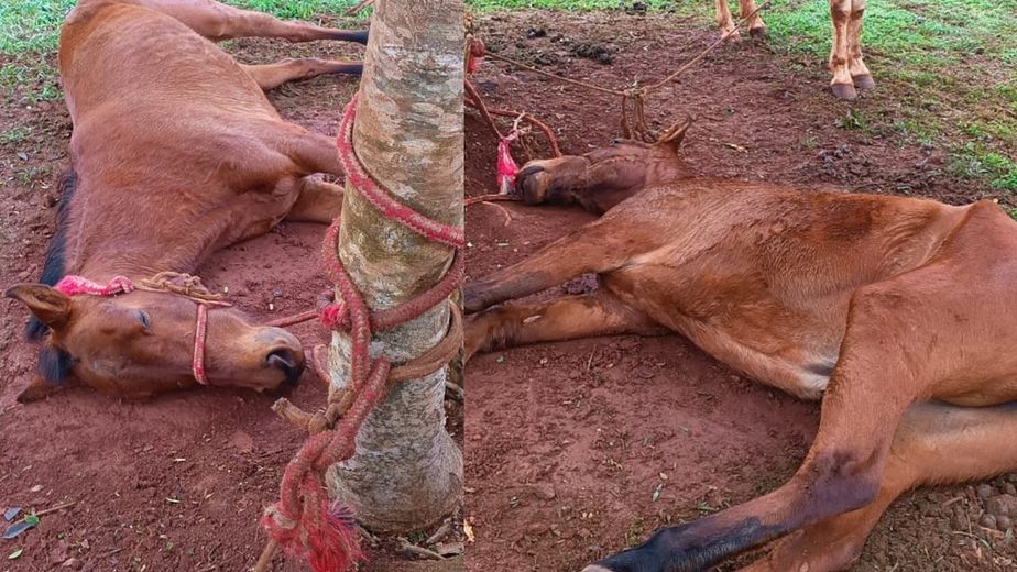Investigan un presunto caso de maltrato animal en Eldorado tras hallar un caballo agonizando y con una pata fracturada