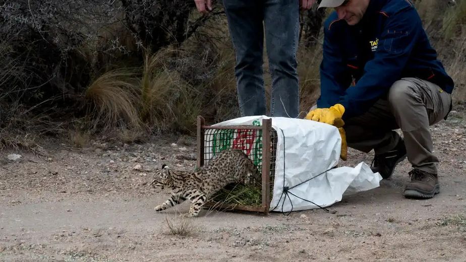 Más de 50 animales silvestres regresaron a su hábitat tras recuperarse en Tatú Carreta