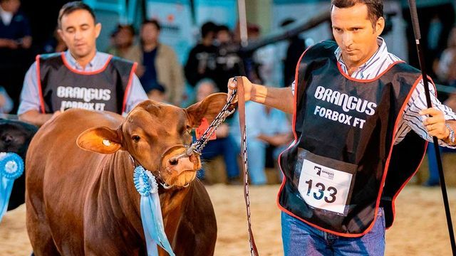 El convenio resulta un respaldo financiero sólido que acompañe la expansión sostenida de la raza Brangus en la Argentina.