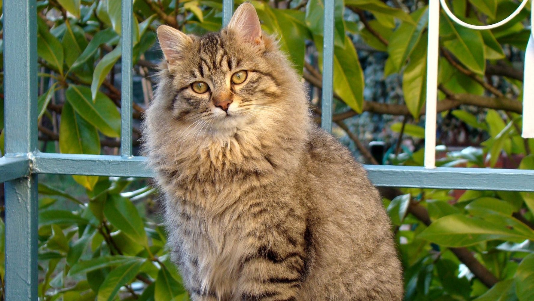 Gatos