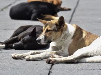 Envenenamiento masivo: investigan la muerte de más de 80 perros en Bolívar