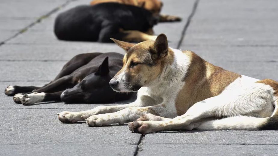 Envenenamiento masivo: investigan la muerte de más de 80 perros en Bolívar