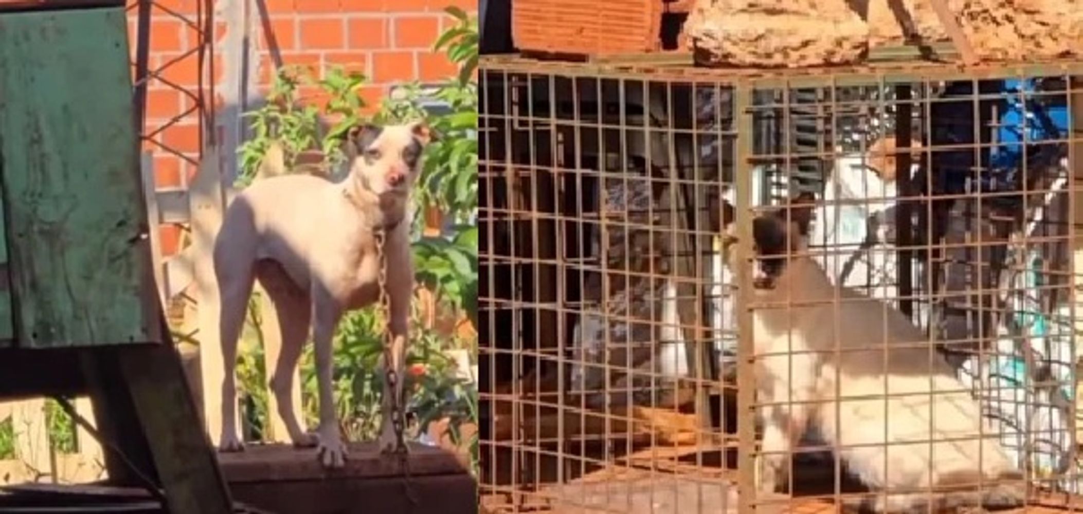 Posadas: denuncian un presunto caso de maltrato animal en Itaembé Guazú y reclaman una investigación judicial.