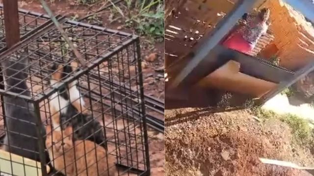 Posadas: denuncian un presunto caso de maltrato animal en Itaembé Guazú y reclaman una investigación judicial.