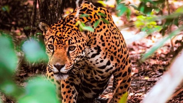 La ONU distinguió a Misiones por el Seguro del Yaguareté, una política que combina conservación y producción.