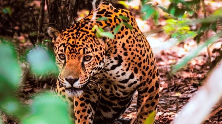 La ONU distinguió a Misiones por el Seguro del Yaguareté, una política que combina conservación y producción.