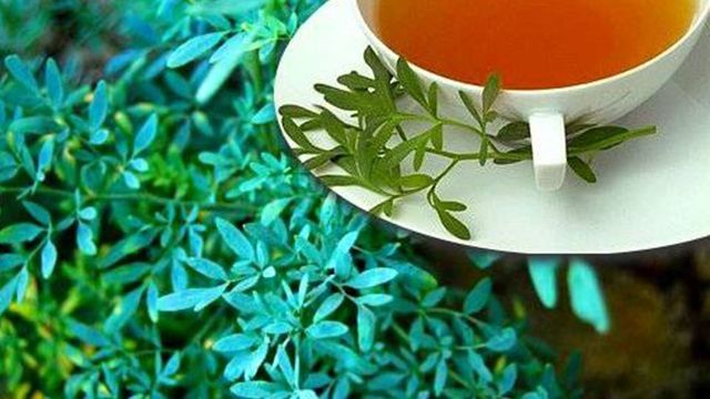 Especialistas del sistema de salud tucumano diferenciaron el ritual cultural del uso medicinal de la planta.