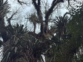Rescate en Yerba Buena: un parapentista quedó colgado de un árbol tras un aterrizaje forzoso