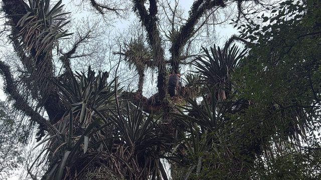 El parapentista permanecía sujeto a la copa de un árbol tras un descenso fallido desde una zona cercana a Loma Bola.