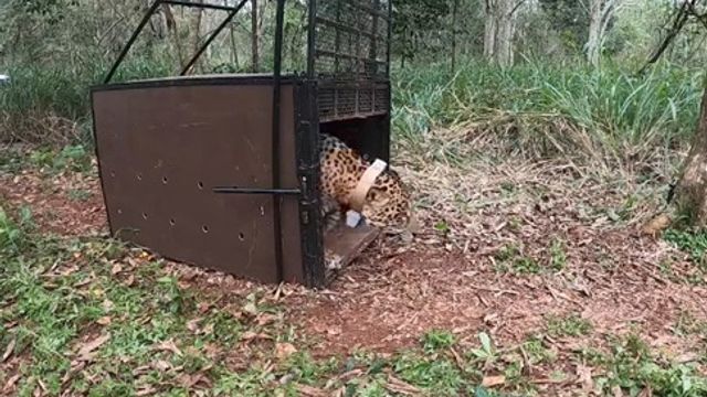 Liberaron al yaguareté que había sido capturado tras aparecer en una vivienda de Foz de Iguazú.