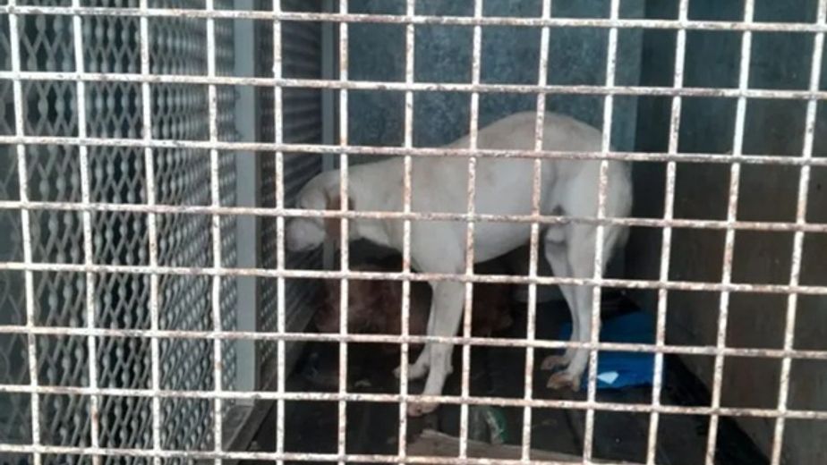 Rescataron ocho perros y seis gatos en Posadas durante un allanamiento por presunto maltrato animal
