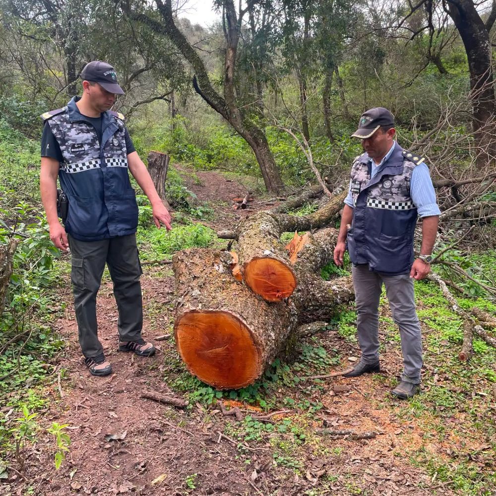 Efectivos de la División Ambiental hallaron especies protegidas taladas y hornos de carbón activos.
