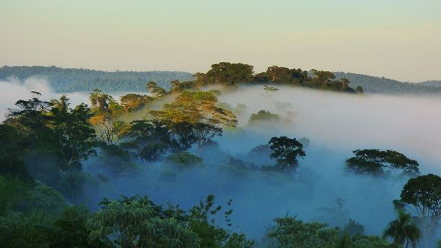 Inspectores forestales y guardabosques de Misiones rechazaron los cambios a la Ley de Tierras.