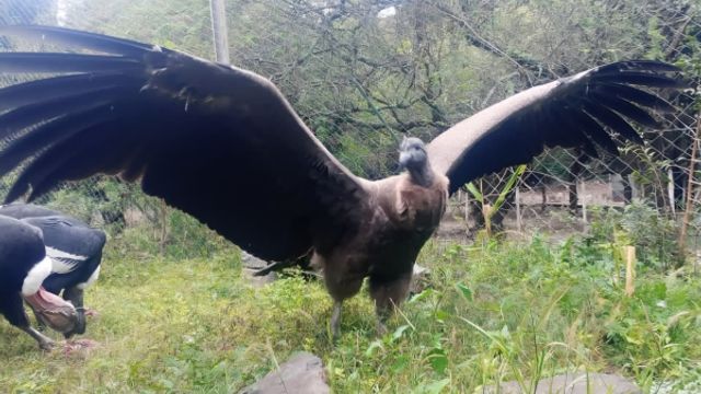 Yuspe, el tercer cóndor andino nacido en Tatú Carreta.