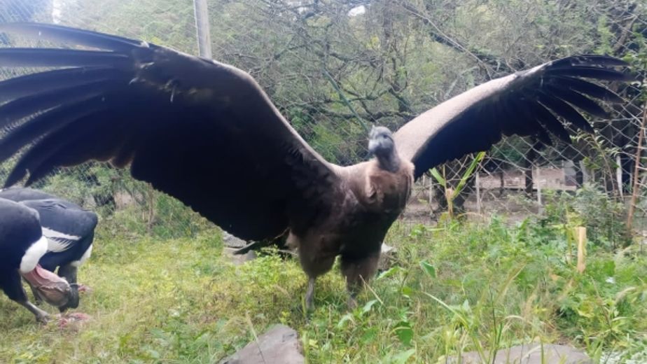 Yuspe, el tercer cóndor andino nacido en Tatú Carreta.