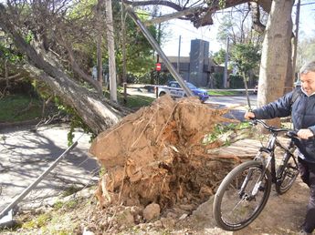 Árboles caídos y destrozos en Córdoba por el fuerte viento: las ráfagas llegaron a 100 km/h