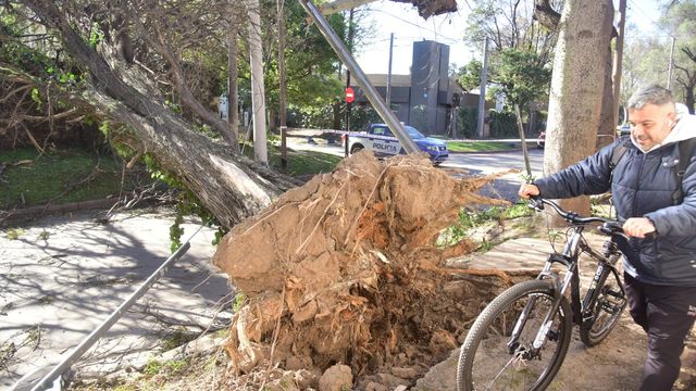El fuerte viento provocó caídas de árboles y otros destrozos en Córdoba.