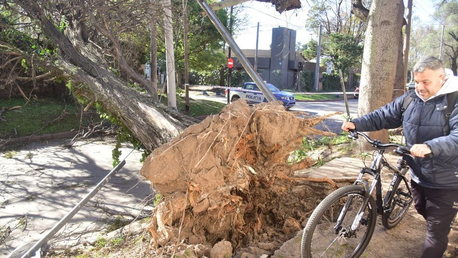 El fuerte viento provocó caídas de árboles y otros destrozos en Córdoba.