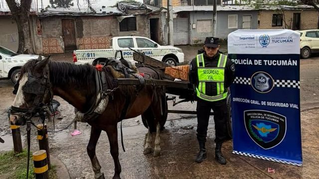 La Unidad Fiscal dispuso que el animal y el vehículo fueran entregados a la Fundación Matías tras el operativo de Seguridad Vial.