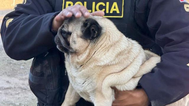 Encontraron 146 perros encerrados en jaulas en Córdoba.