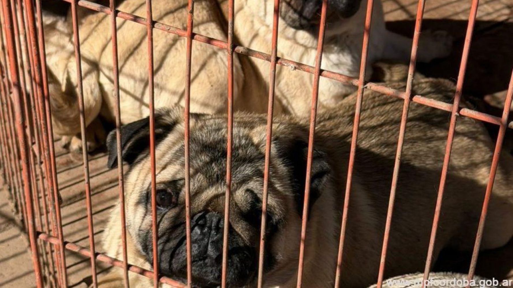 Encontraron 146 perros encerrados en jaulas en Córdoba.
