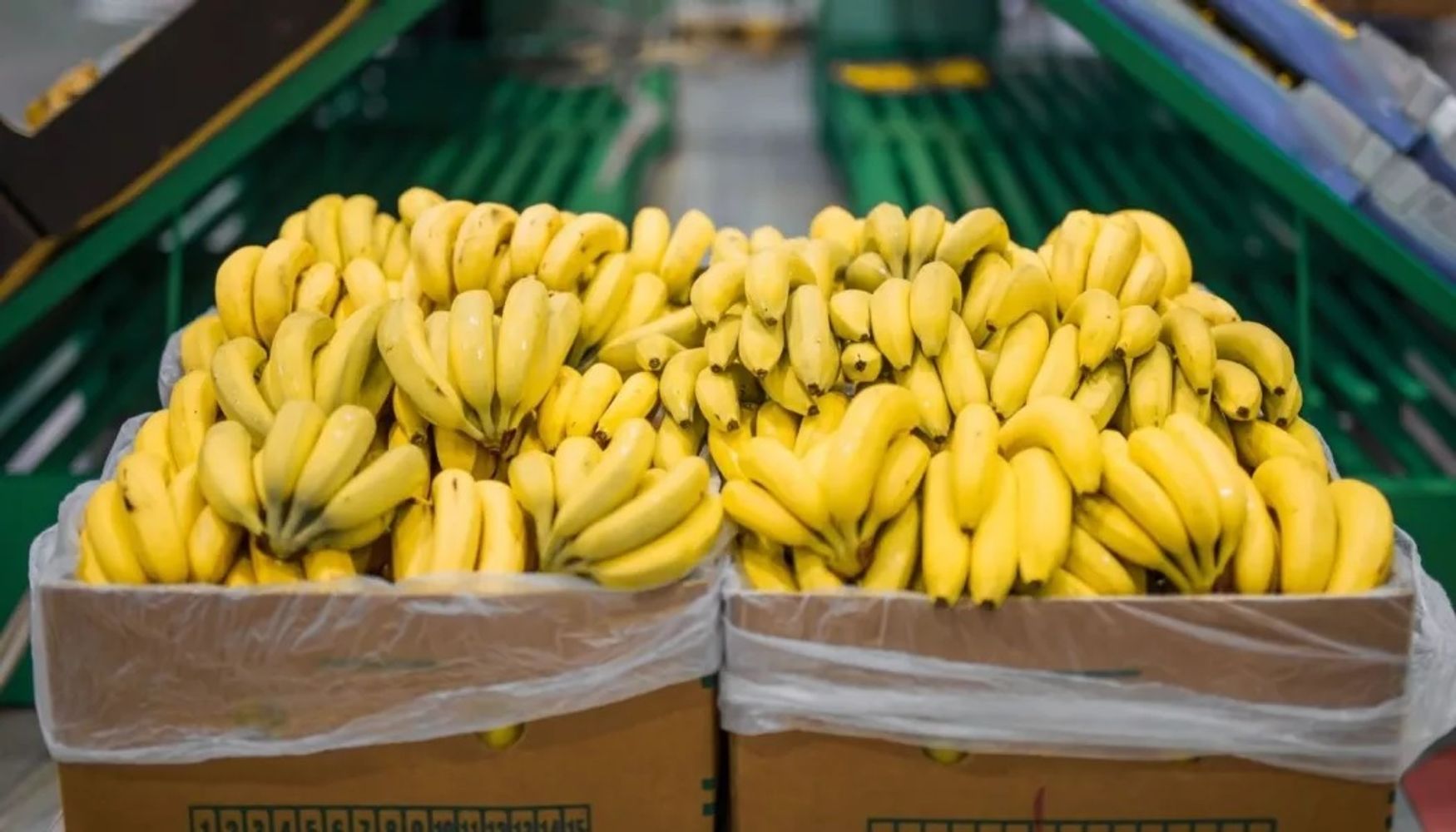 Las autoridades jujeñas dispusieron, entre otros estrictos requisitos, que toda banana importada solo podrá ingresar a la provincia contra presentación de certificado fitosanitario de origen que acredite la ausencia de plagas cuarentenarias.