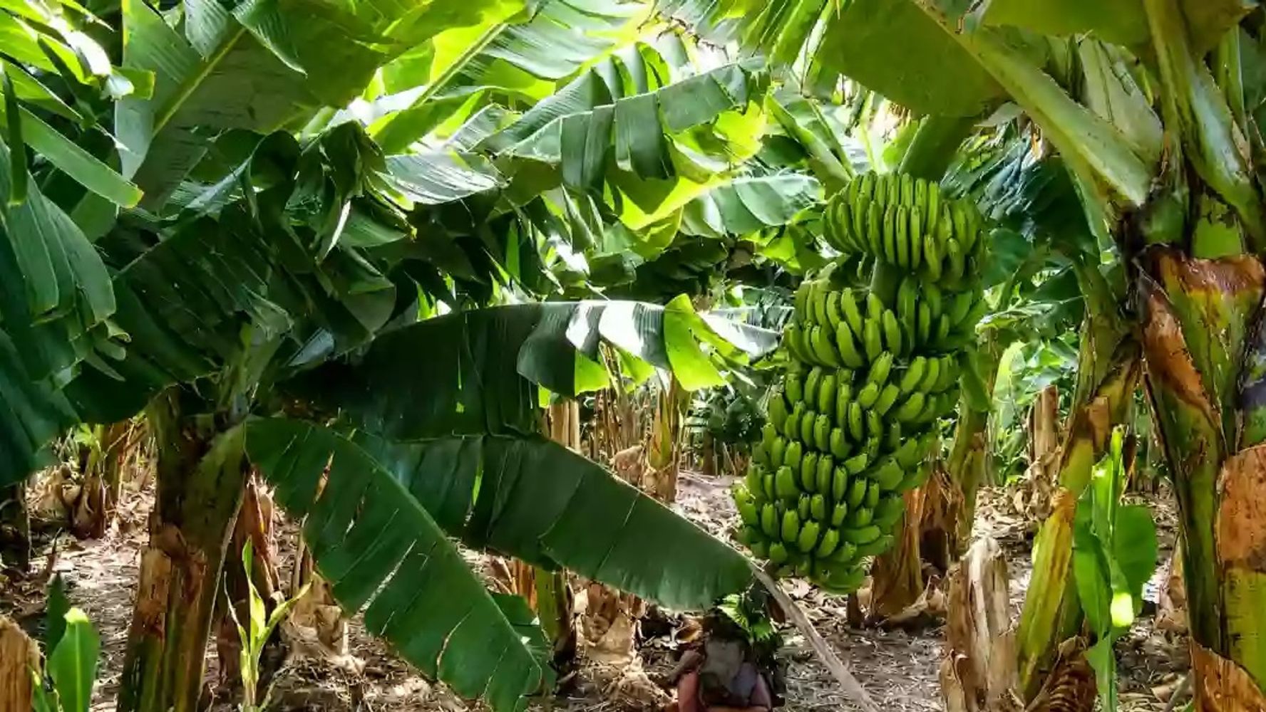 La Asociación de Productores de Frutas y Hortalizas de Salta y Jujuy afirmó que los cutivos de bananos en la región gozan de extraodrinarios estándares de sanidad.