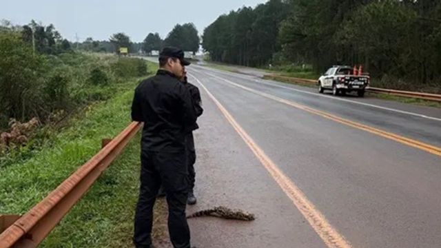 Puerto Libertad: hallaron un ocelote atropellado en la colectora de la Ruta 12.