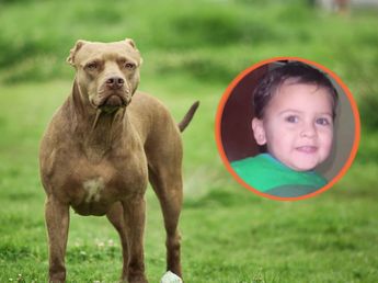 “Un criadero”: la grave denuncia de los vecinos por el pitbull que atacó a un nene en Córdoba