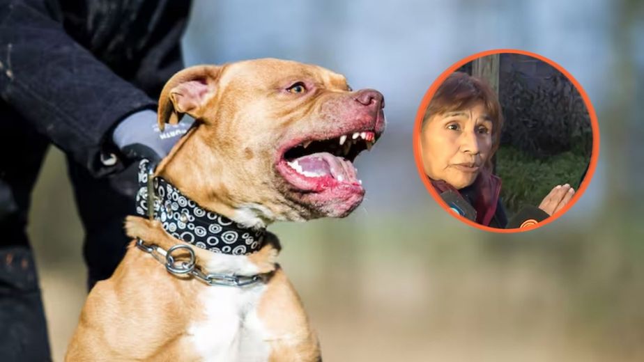 “Los crié...”: la polémica frase de una familiar de la dueña del pitbull que atacó a un nene en Córdoba