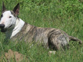 Sus perros lo atacaron y terminó en el hospital en Córdoba