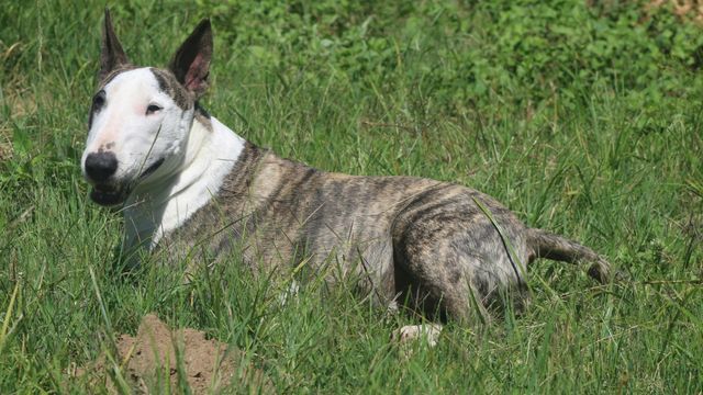 Un hombre recibió un brutal ataque por parte de sus perros en Córdoba.