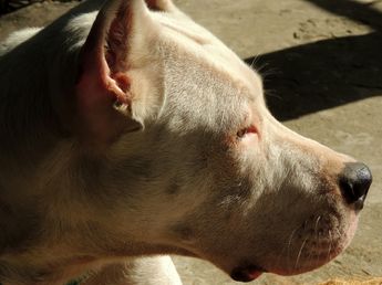 Un dogo atacó a un nene de dos años y lo dejó en terapia intensiva en Córdoba
