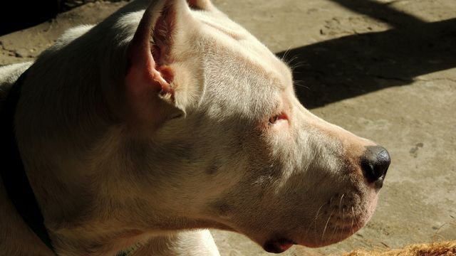 Lo que se sabe del ataque de un perro dogo a un nene de dos años en Córdoba.