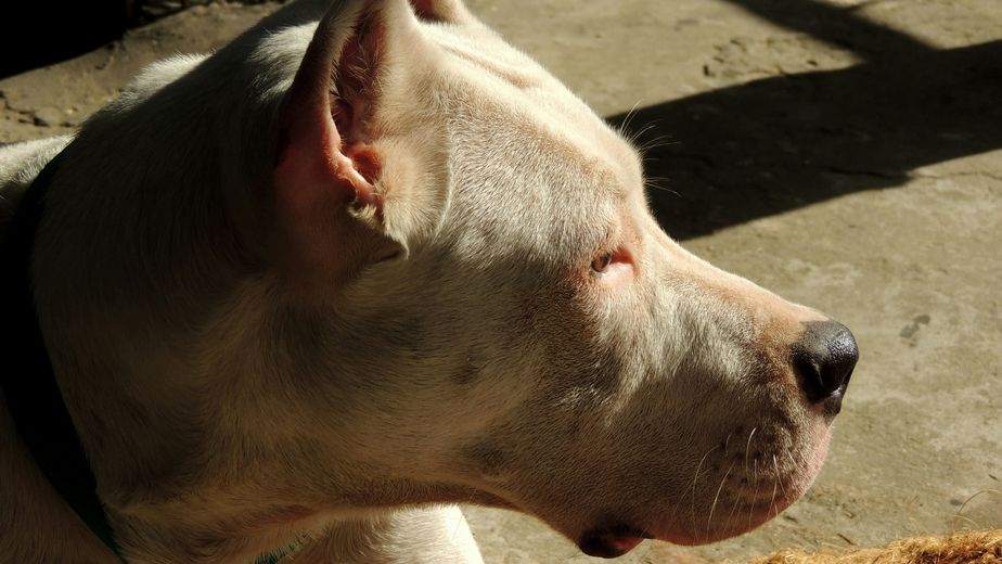 Lo que se sabe del ataque de un perro dogo a un nene de dos años en Córdoba.