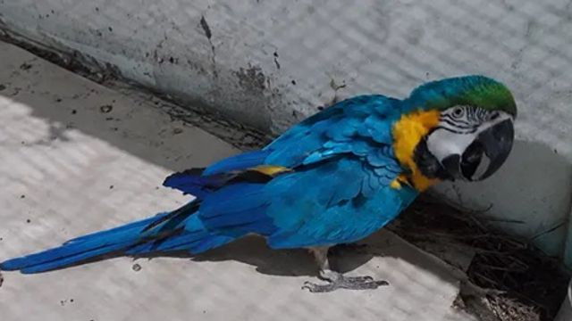 Guacamayo azul y amarillo rescatado del tráfico ilegal se recupera en el Parque El Puma.