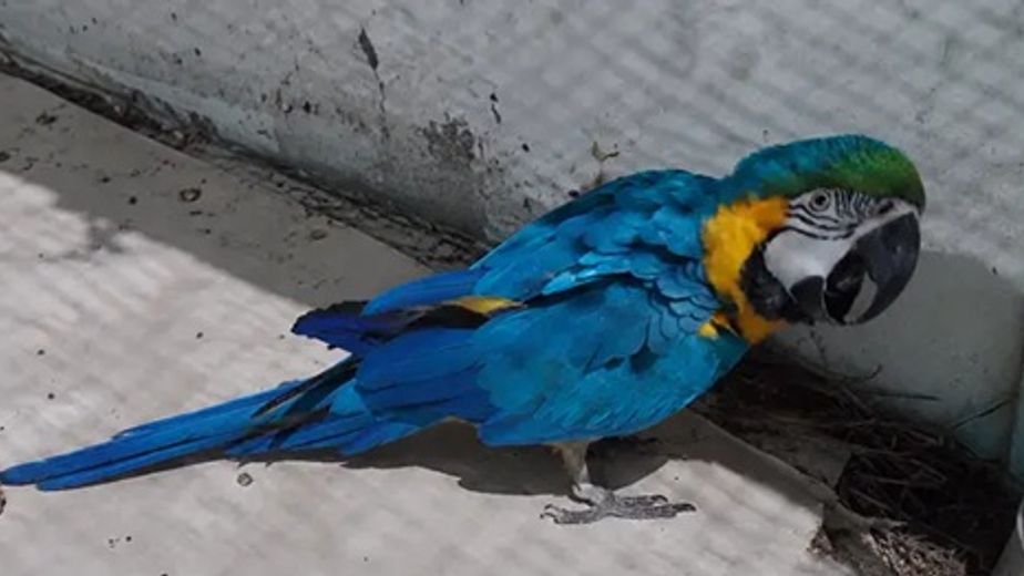 Guacamayo azul y amarillo rescatado del tráfico ilegal se recupera en el Parque El Puma.
