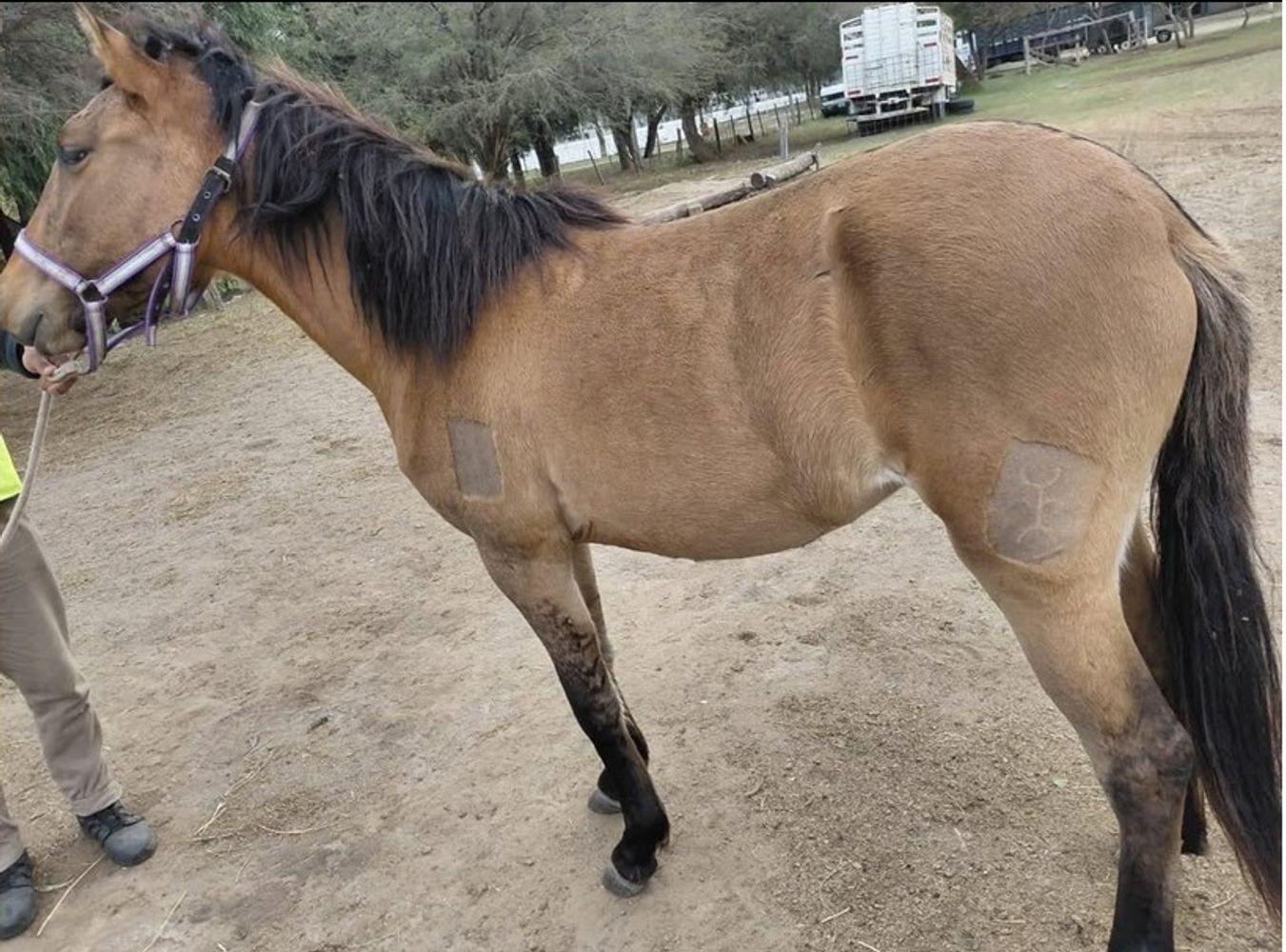 La Comisaría local secuestró a los animales por una presunta infracción a la Ley 5.841/24.