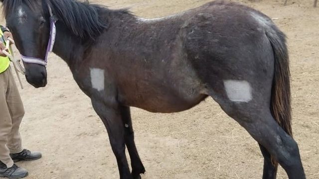 La Comisaría local secuestró a los animales por una presunta infracción a la Ley 5.841/24.