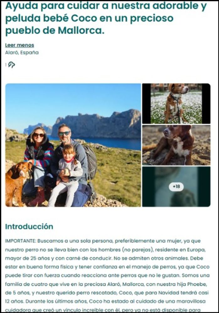 Ofrecen alojamiento gratis en Mallorca a cambio de cuidar perros: cómo funciona