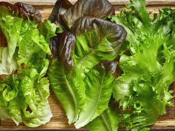 No son todas iguales: cuáles son los tipos de lechuga que se venden en Argentina y cuál conviene comprar