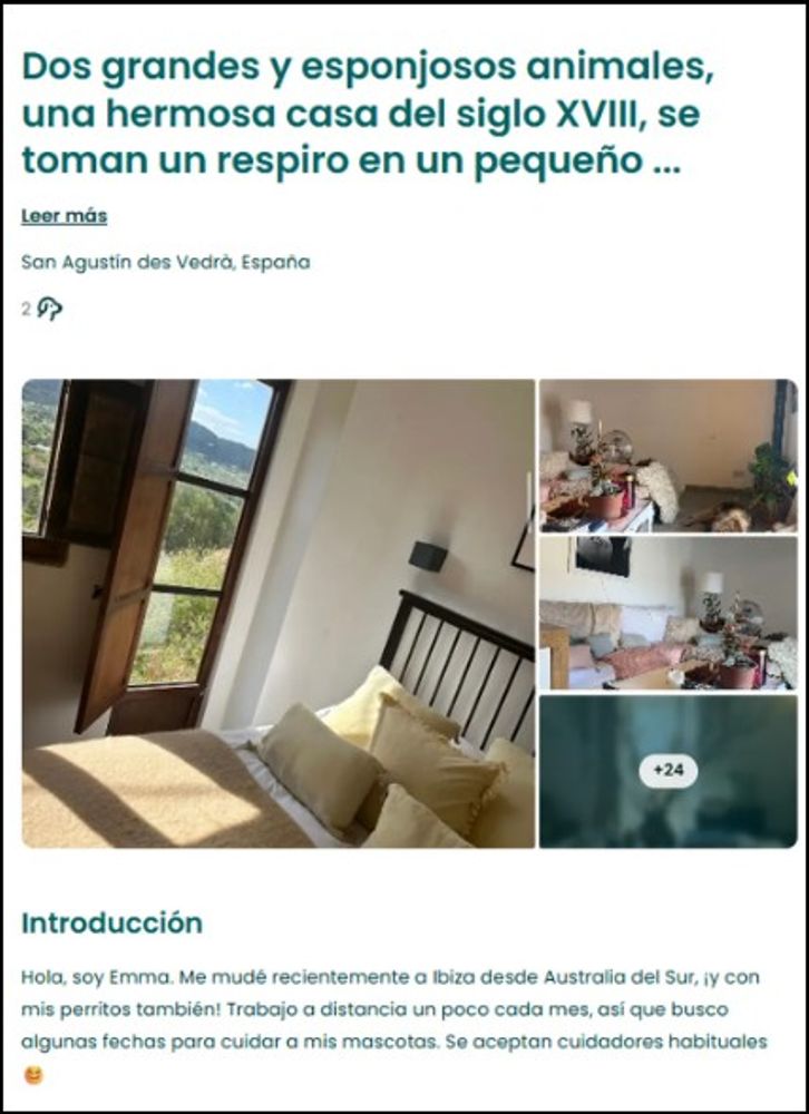 Ofrecen alojamiento gratis en Mallorca a cambio de cuidar perros: cómo funciona