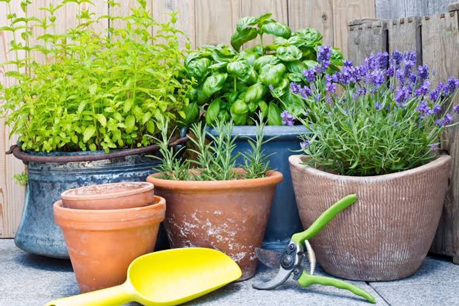 Ni geranios ni hortensias: la mejor planta para eliminar las ratas del jardín de manera natural y sin productos químicos