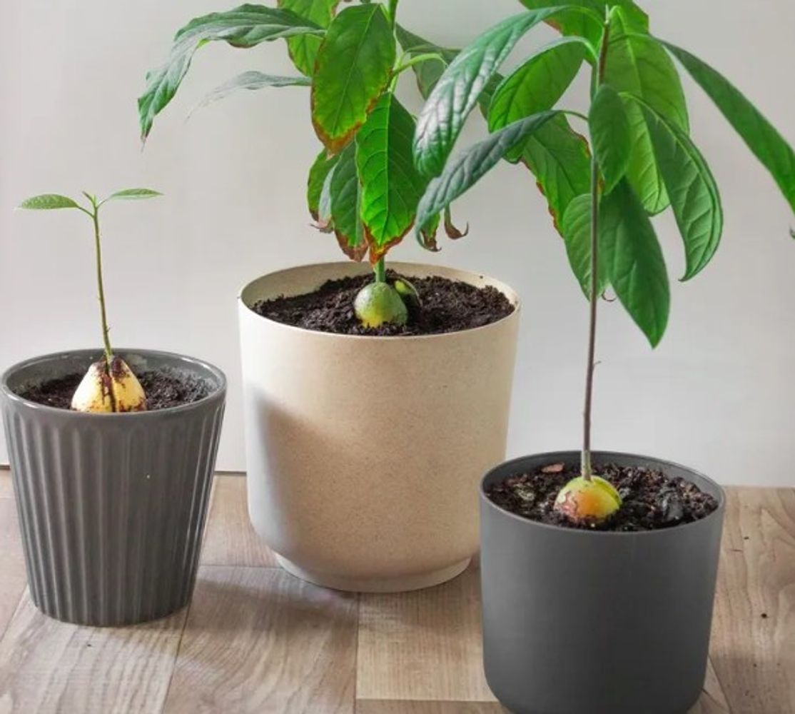 Martin Kraus, productor, explica cómo pasar una semilla de palta germinada en agua a maceta con tierra