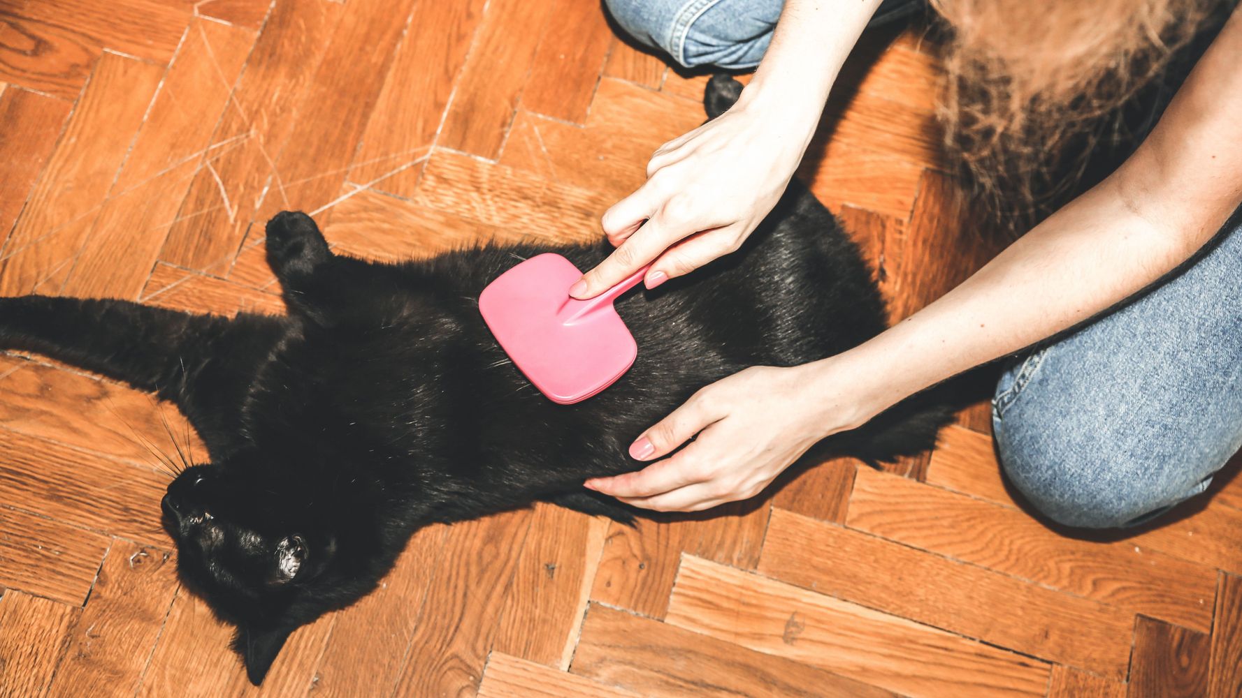 Qué hay destrás de adoptar a un gato negro.