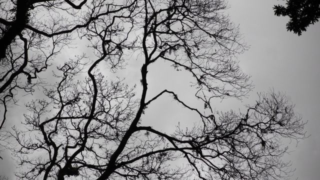 Por qué el cielo está tan gris en Argentina y hasta cuándo seguirá la falta de sol.