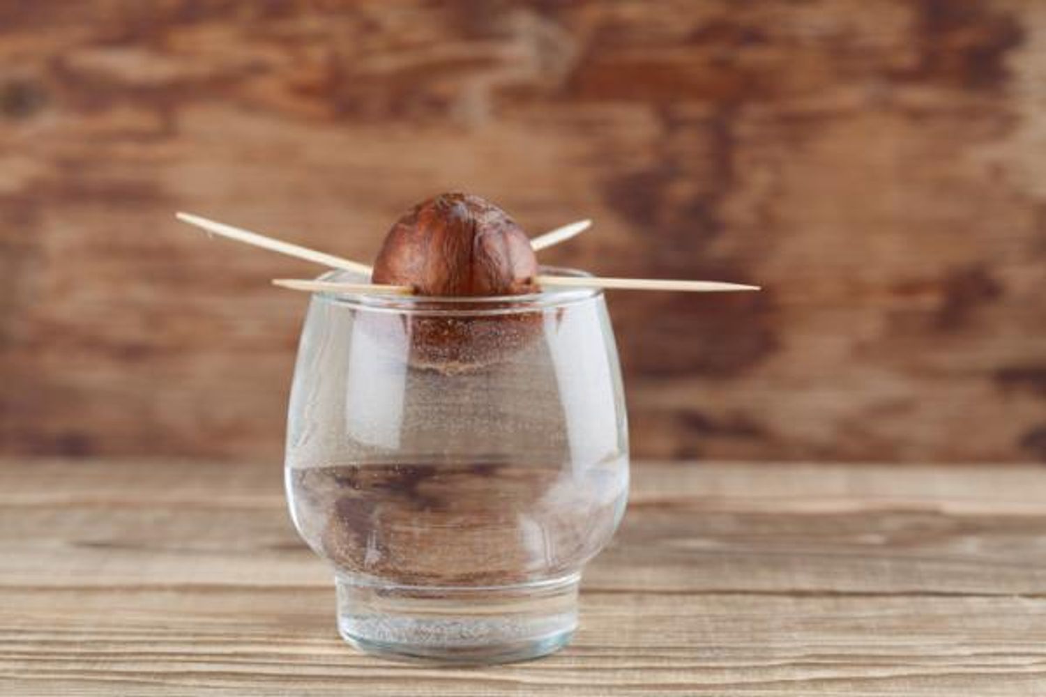 Martin Kraus, productor, explica cómo pasar una semilla de palta germinada en agua a maceta con tierra