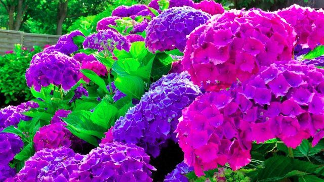 Ni geranios ni hortensias: la mejor planta para eliminar las ratas del jardín de manera natural y sin productos químicos