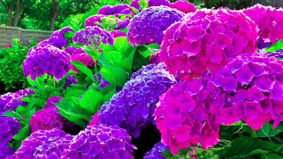Ni geranios ni hortensias: la mejor planta para eliminar las ratas del jardín de manera natural y sin químicos