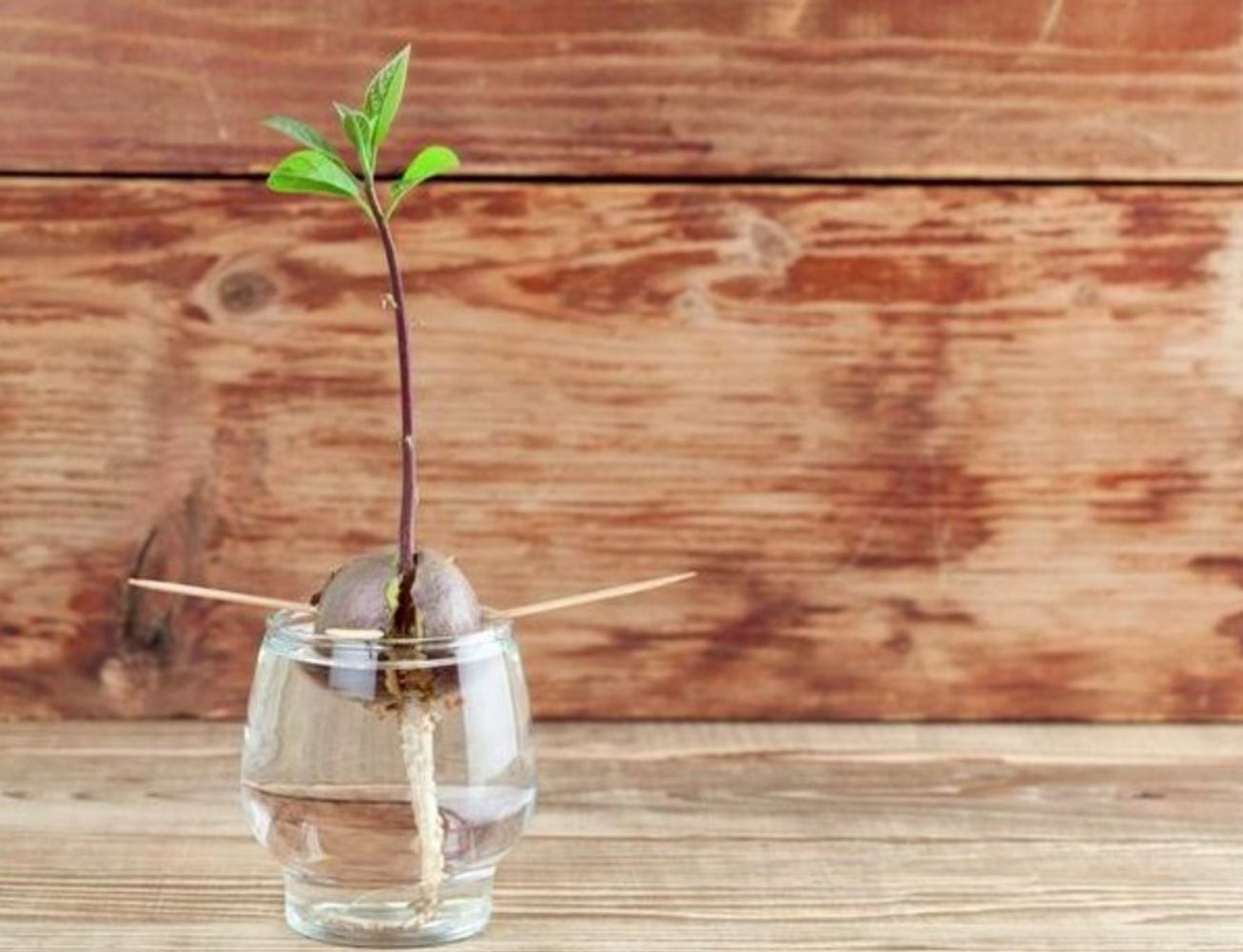 Martin Kraus, productor, explica cómo pasar una semilla de palta germinada en agua a maceta con tierra